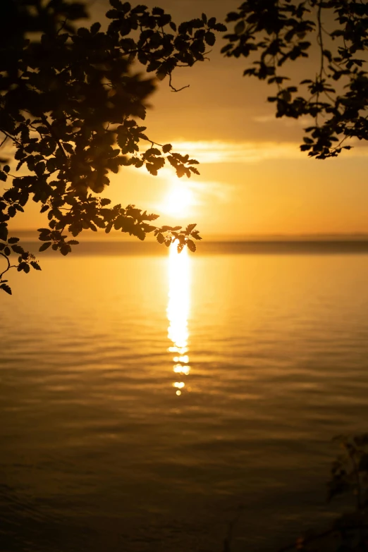 the setting sun behind some trees in the water