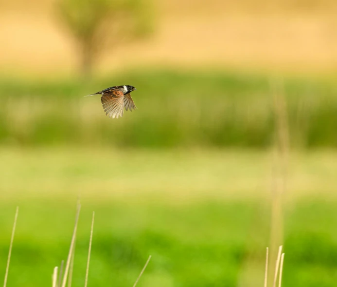 a brown and white bird flying through the air