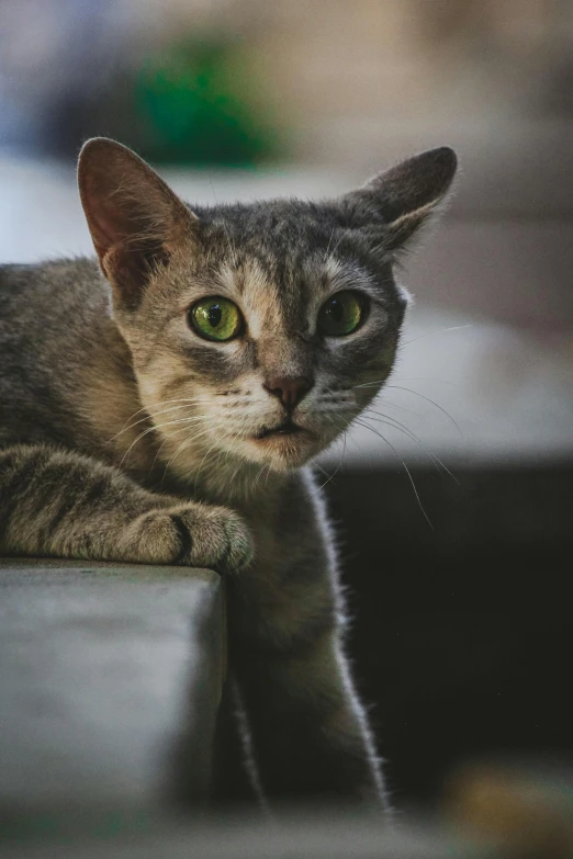 a close up of a cat on a cement surface