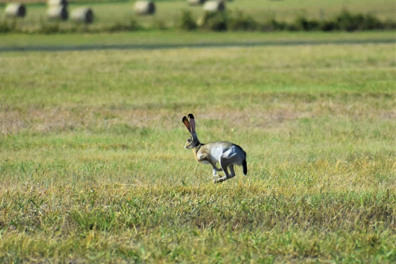 the animal is running around in the grassy field