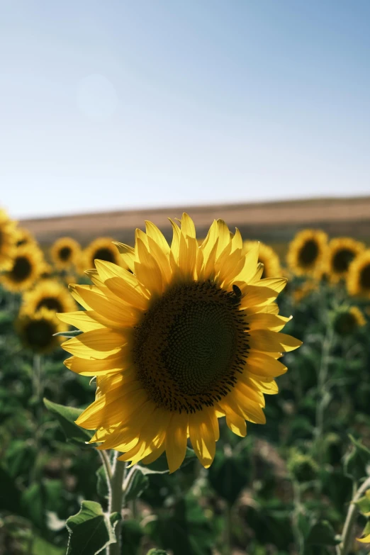 a large yellow sunflower in a field