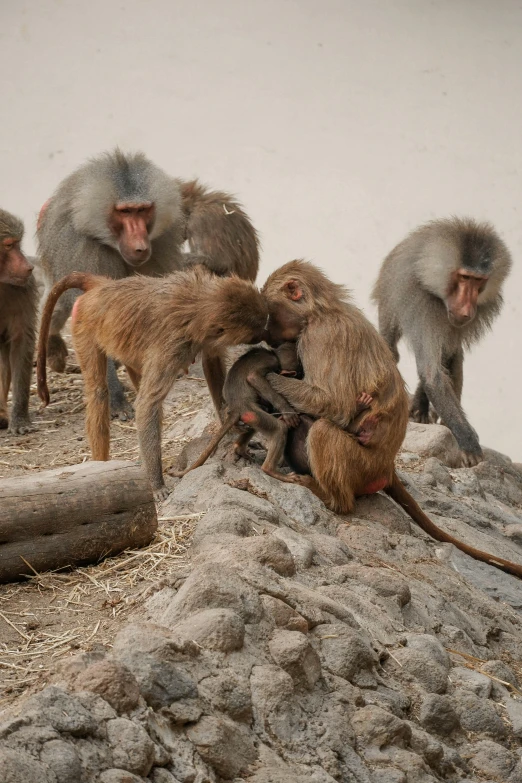 the monkeys are all enjoying fighting together