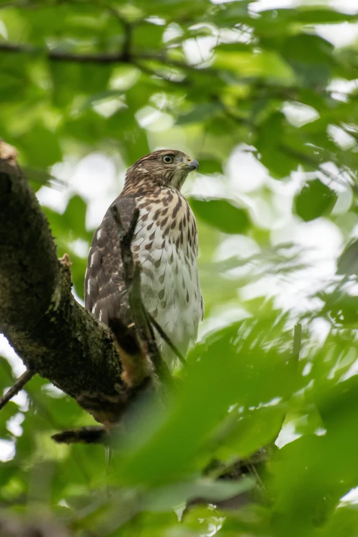 a hawk perched on top of a tree nch