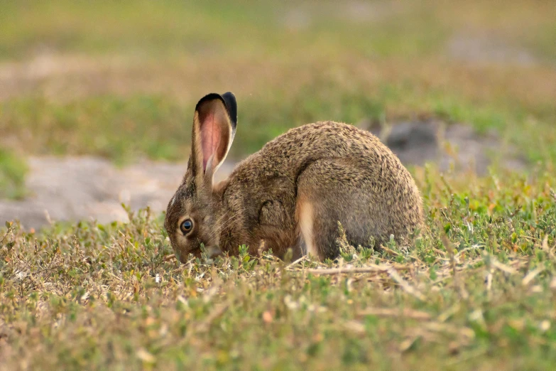 the bunny rabbit is sitting in the grass