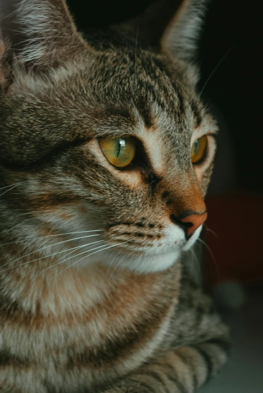 a close up po of a cat looking to its right