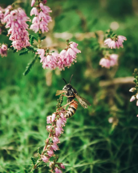 a close up of pink flowers and a bee