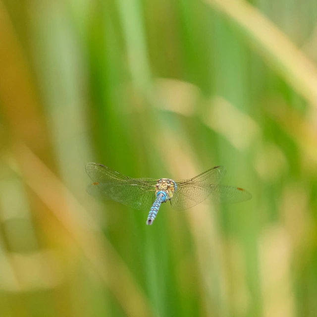 there is a blue dragon flying over the plants