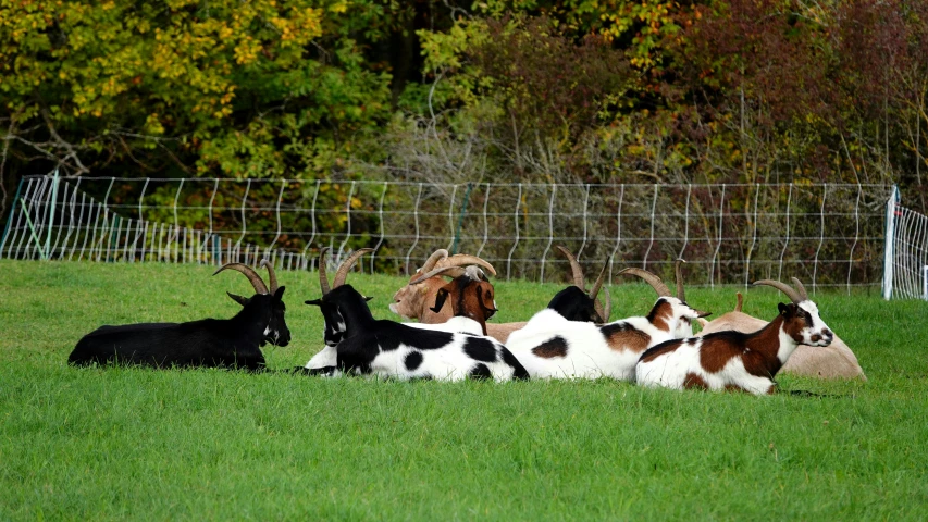 goats lounging in the grass near a fence