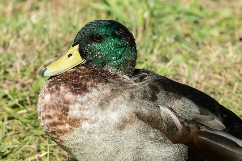 a green duck standing on top of grass