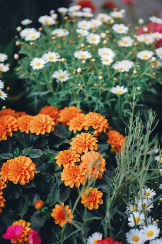 the flowers are growing together outside in the sun