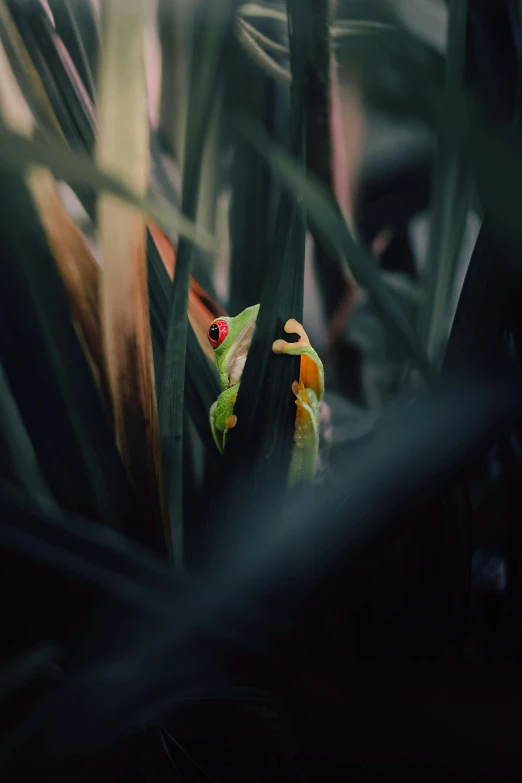 a green lizard perched on top of plant stems