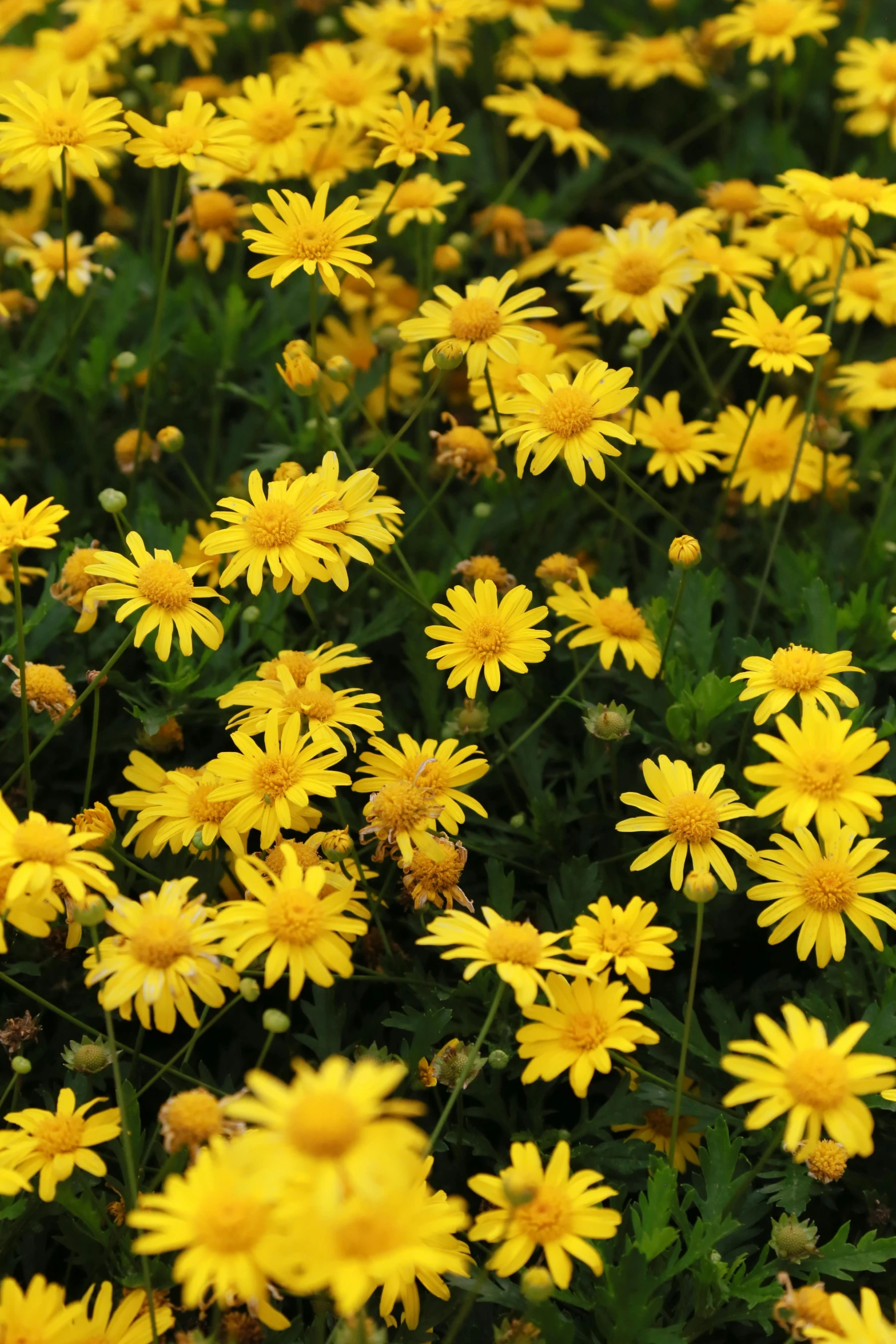 the field of yellow wildflowers has a green top