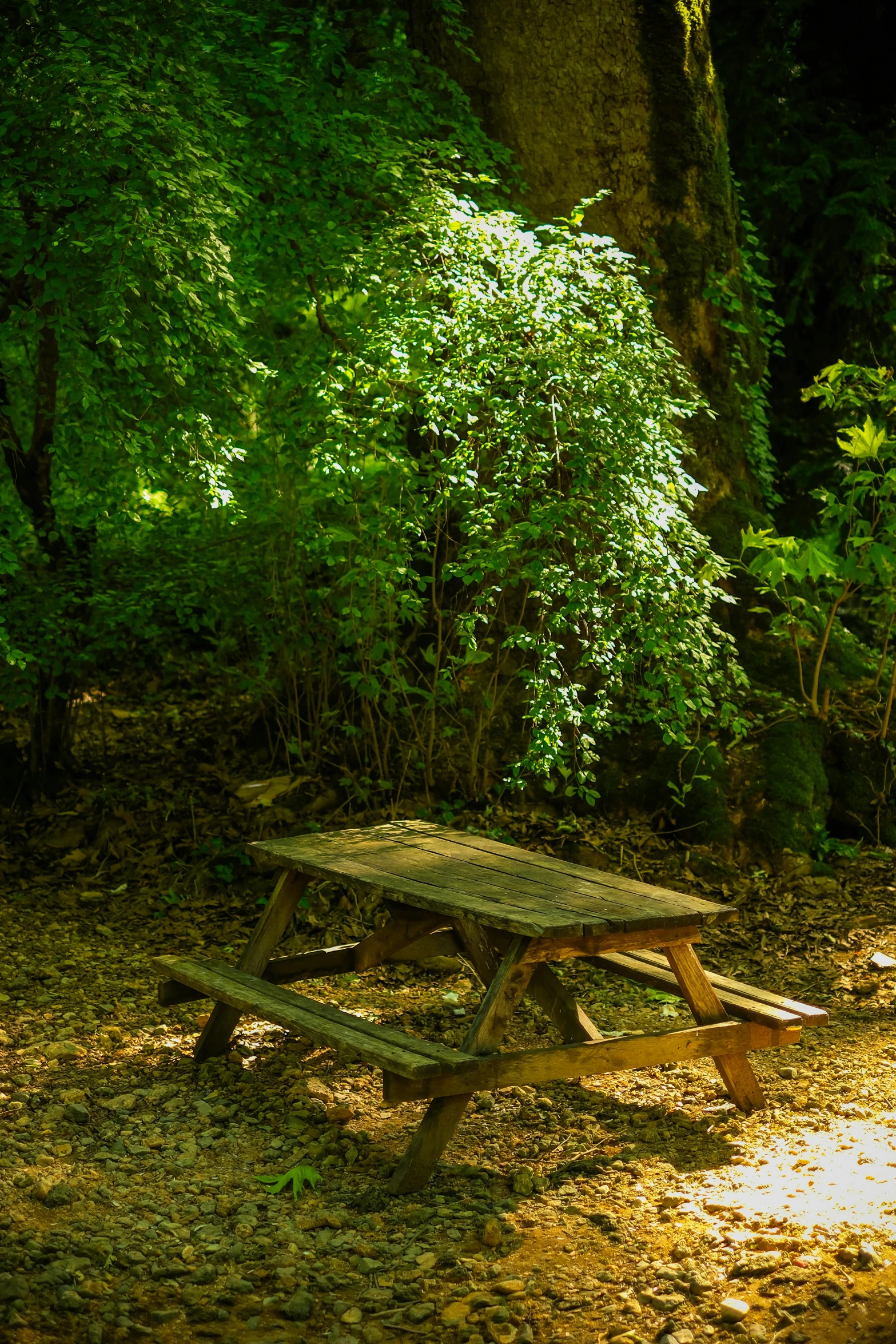 there is a picnic table in the middle of the forest