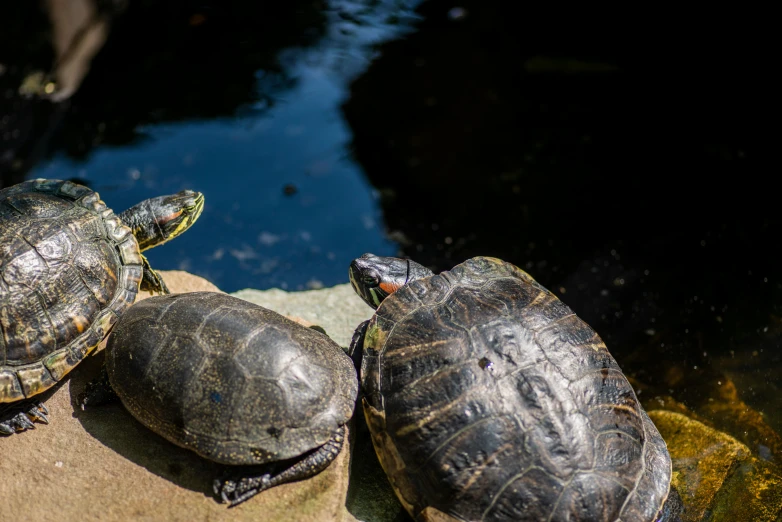 the turtles are looking around in a pool