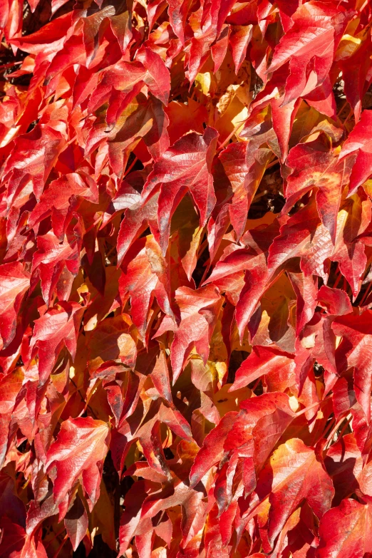 colorful leaves spread over a tree on a bright day