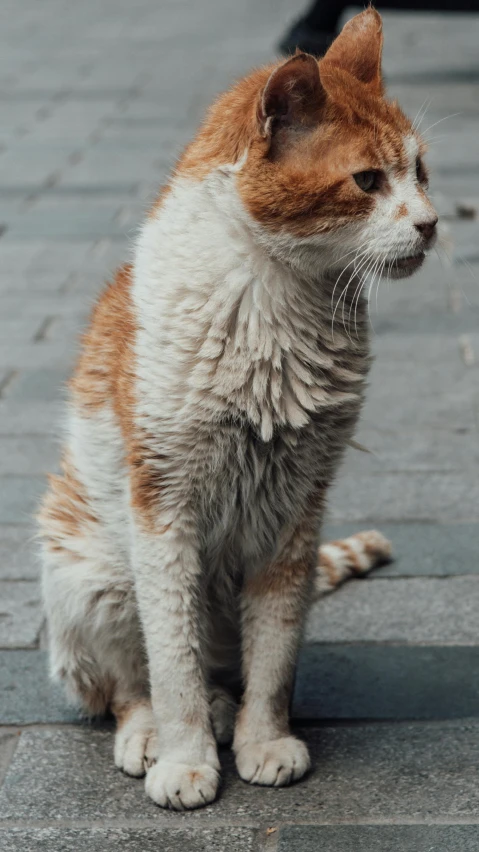 a close up of a cat on a sidewalk