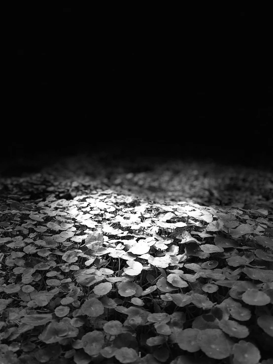 lots of coins sitting on the ground in front of a black background