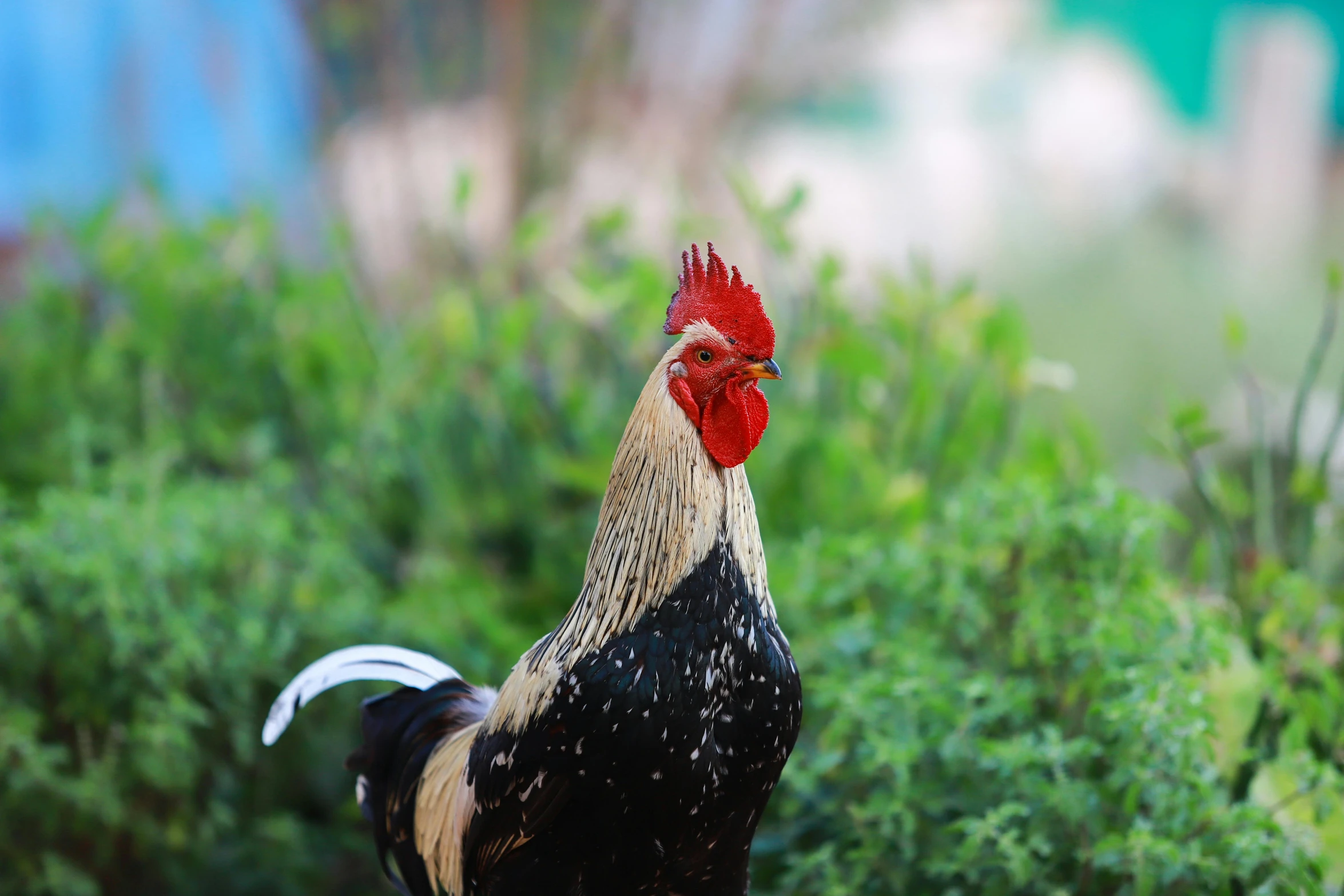 a chicken with a bright red head standing in the grass