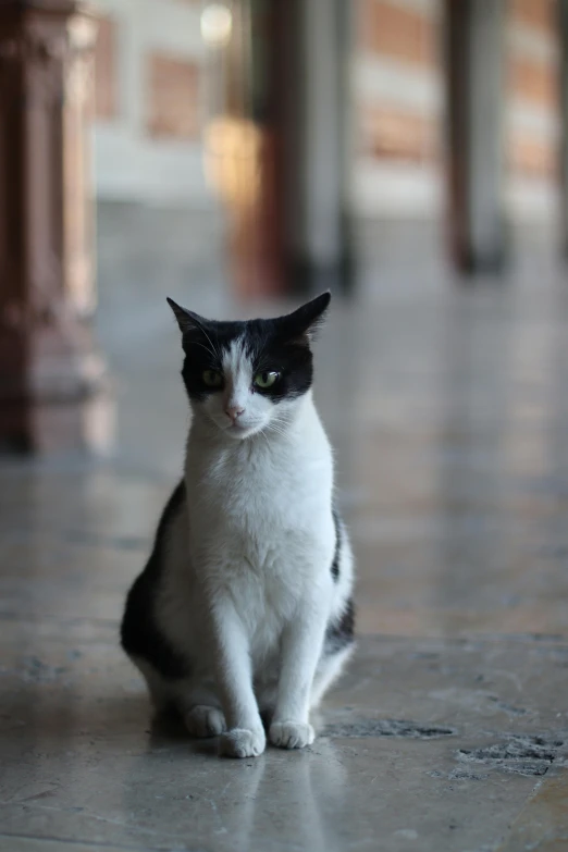 the cat sitting alone on the floor is staring at soing