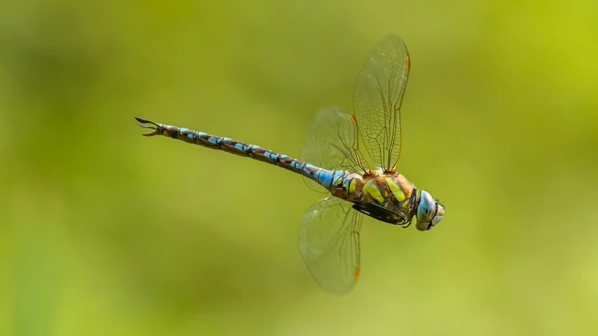 a dragon flys by in a blurry background