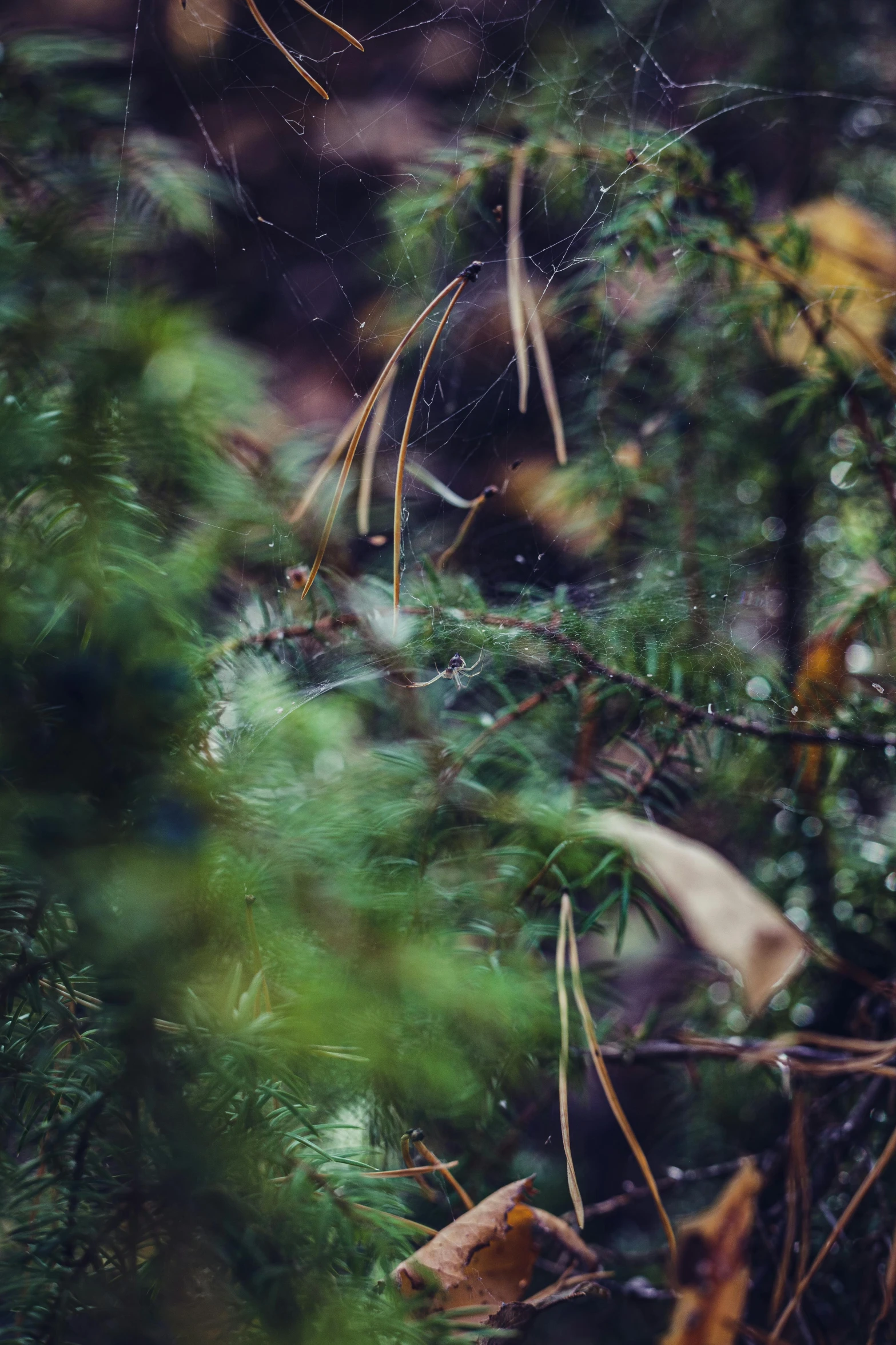 a blurry picture of some leafy plants