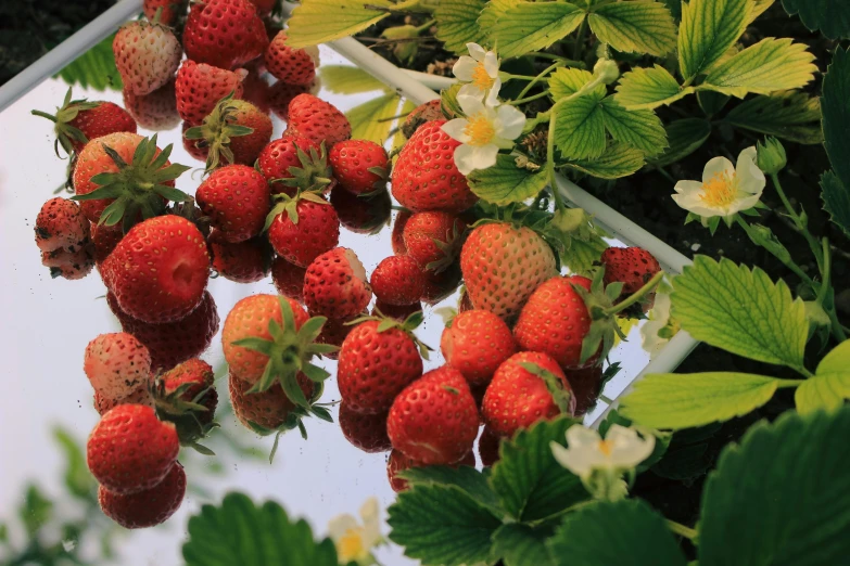 strawberries in a garden with flowers and leaves