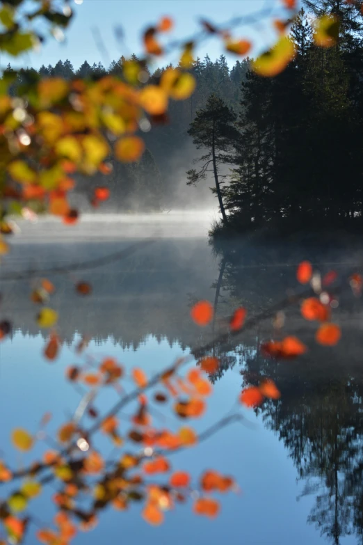 water, fog, trees, and leaves reflect in the waters surface