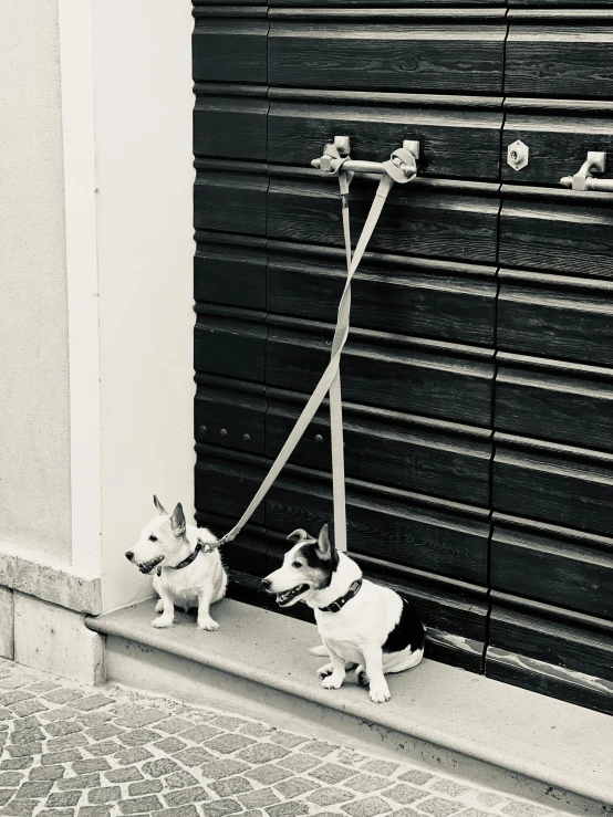 two dogs tied to a wooden door on leashes