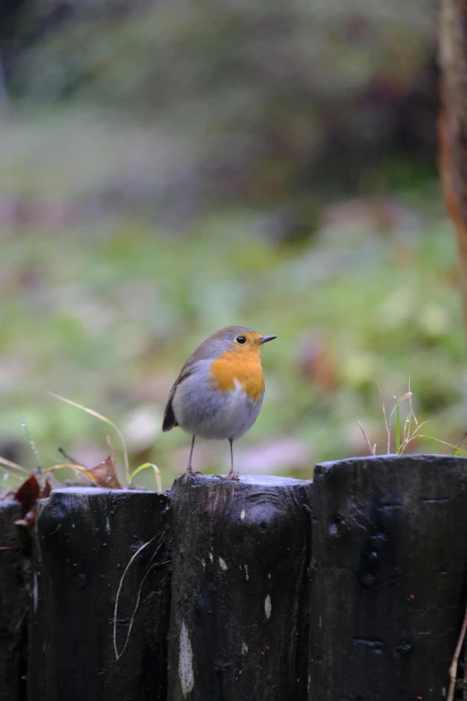 small bird perched on a fence post in the rain