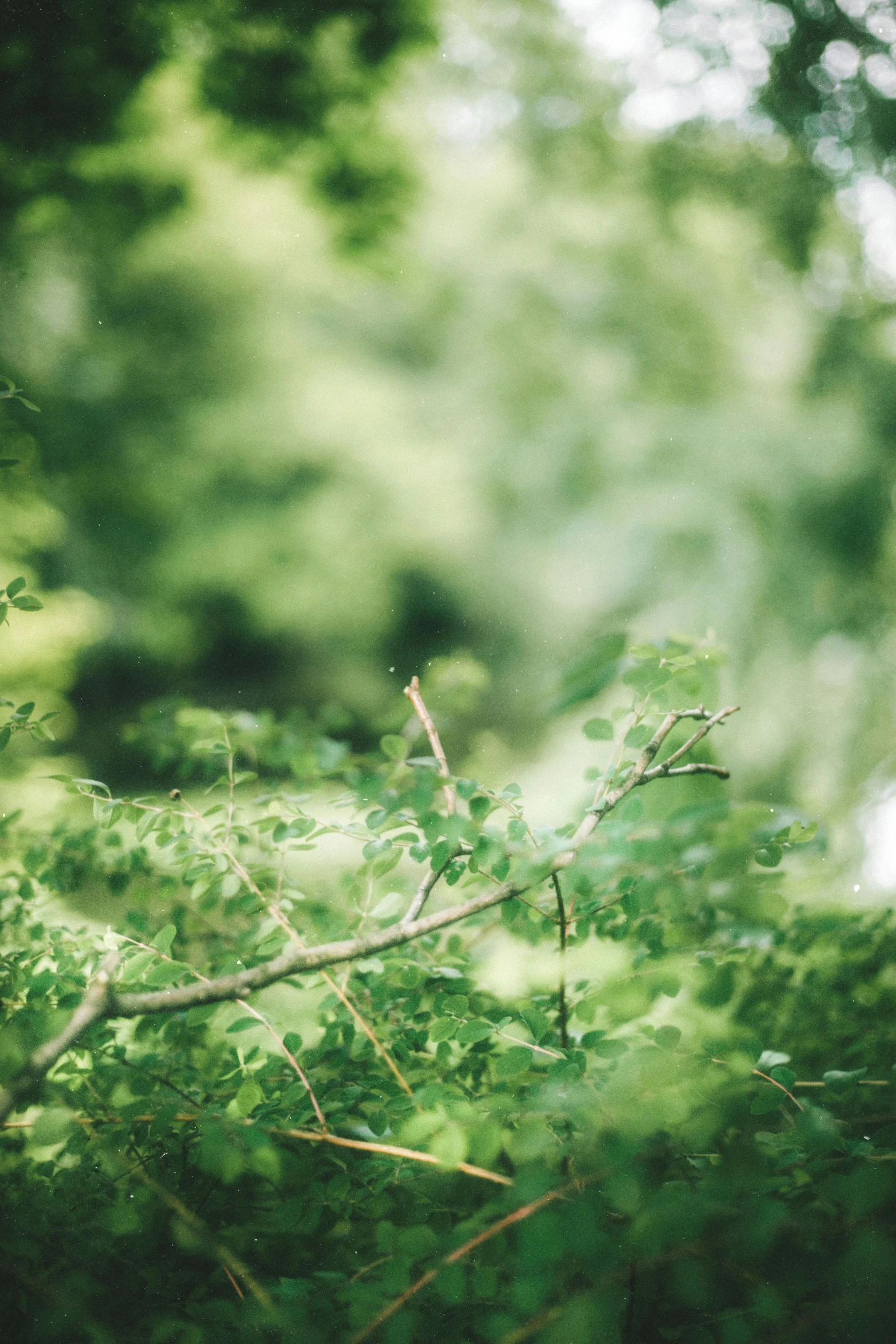 a blurry tree nch with green leaves and nches below