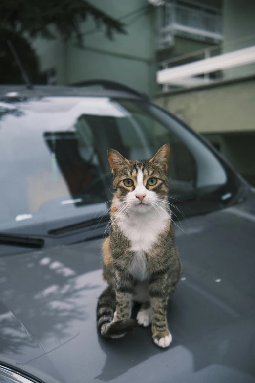 there is a cat that is sitting on the car hood