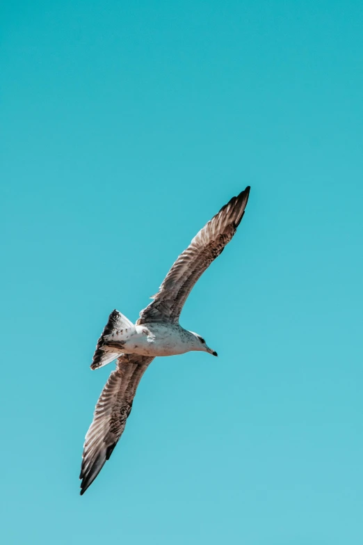 the large bird is flying in the clear sky