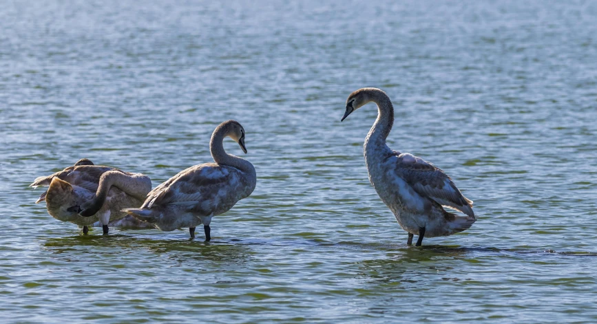 the water was very choppy and clear as two flamingos are looking at the shore