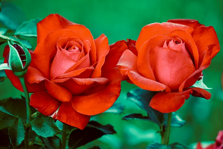 two red roses that are in the ground