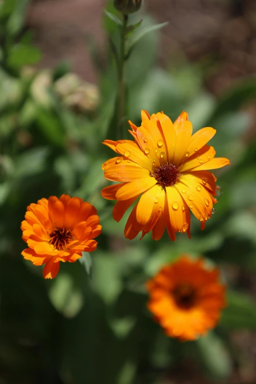 a close up of three orange flowers on a plant