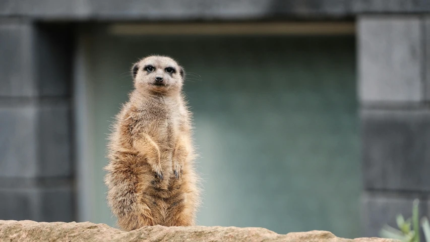 a small meerkat standing on one leg near a cement wall