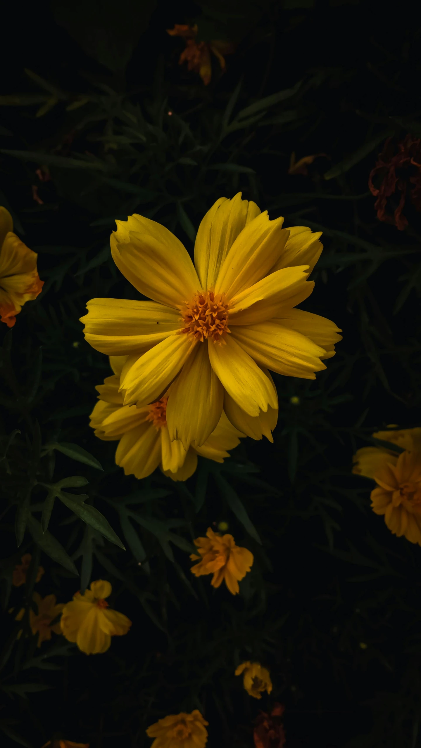 yellow flowers grow on dark ground with lots of greenery