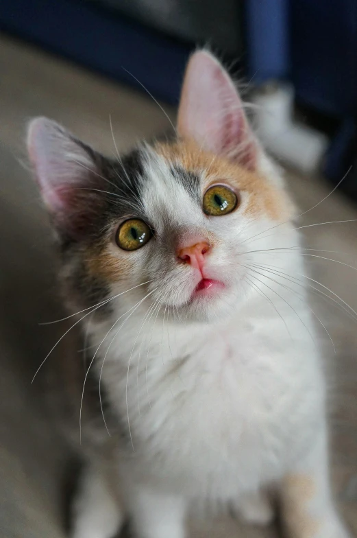 a white cat with brown patches and yellow eyes