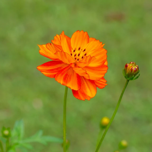 two bright orange flowers standing out from the grass