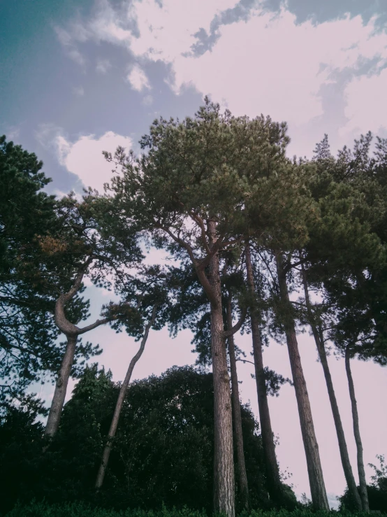 several large, green trees against the sky