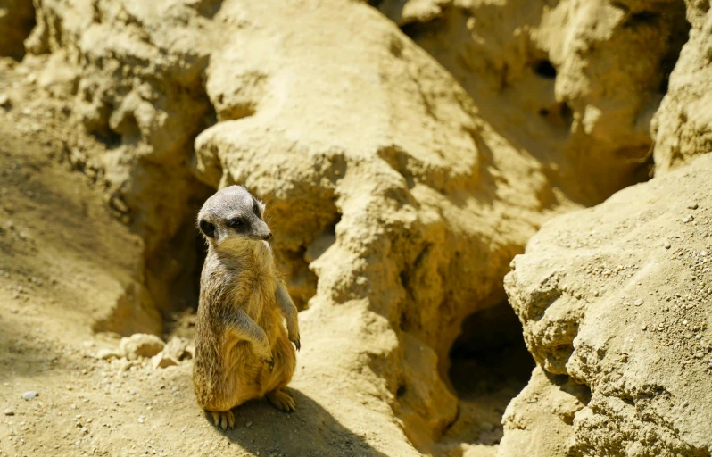 a meerkat is sitting on the ground and looks in the distance