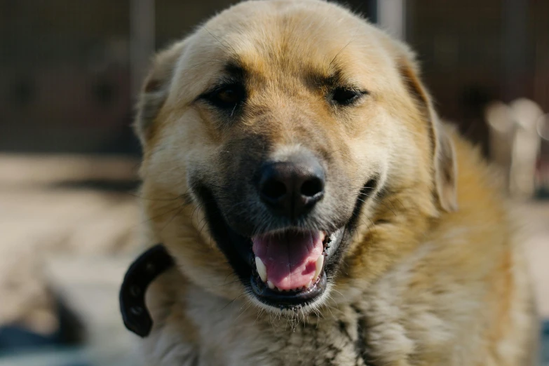 an extremely large dog with it's mouth open and eyes wide open