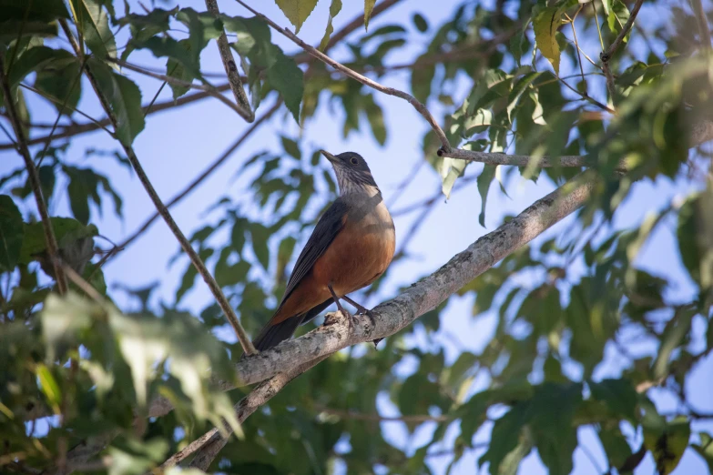 a brown bird perched on the top of a nch