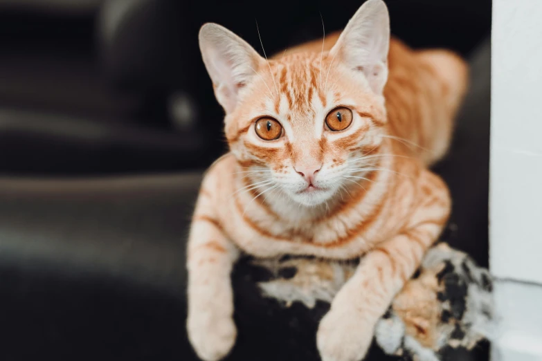 an orange striped cat laying on top of a leather couch