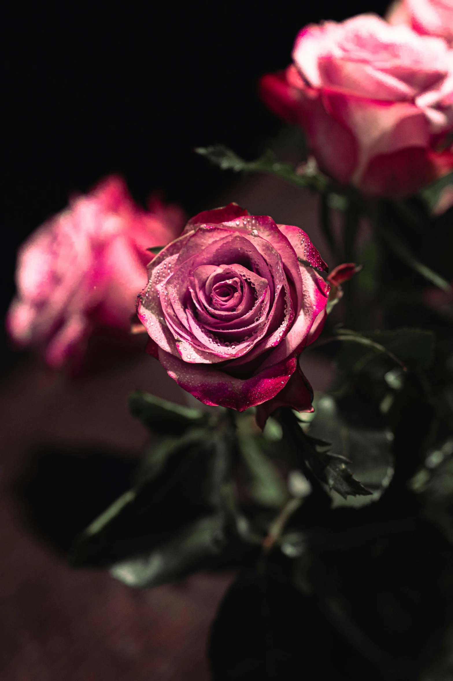 a bouquet of roses on a dark background