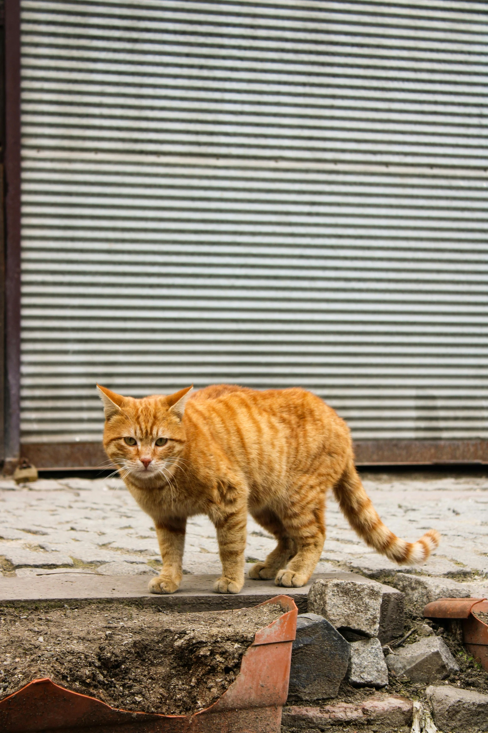 an orange cat walking across concrete in front of a building