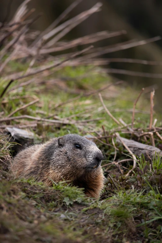 a groundhog rests in a grassy area