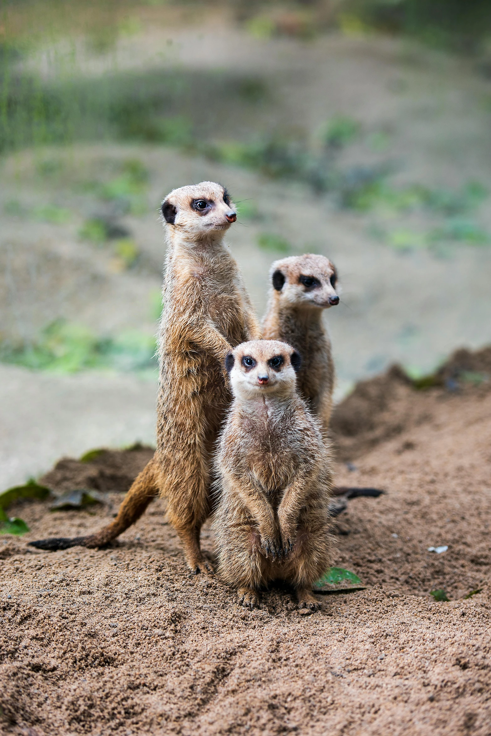 three baby meerkats walking in the sand