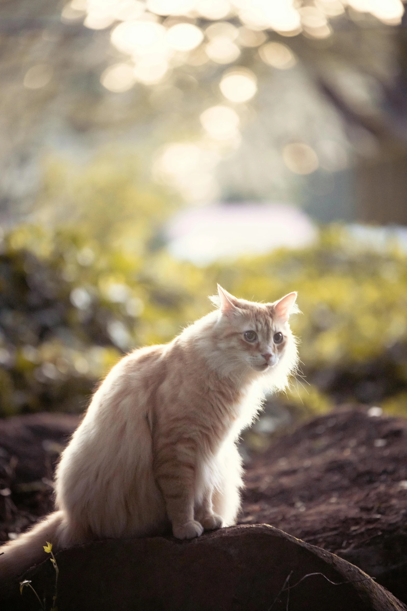 the cat sitting on the rock looks into the distance