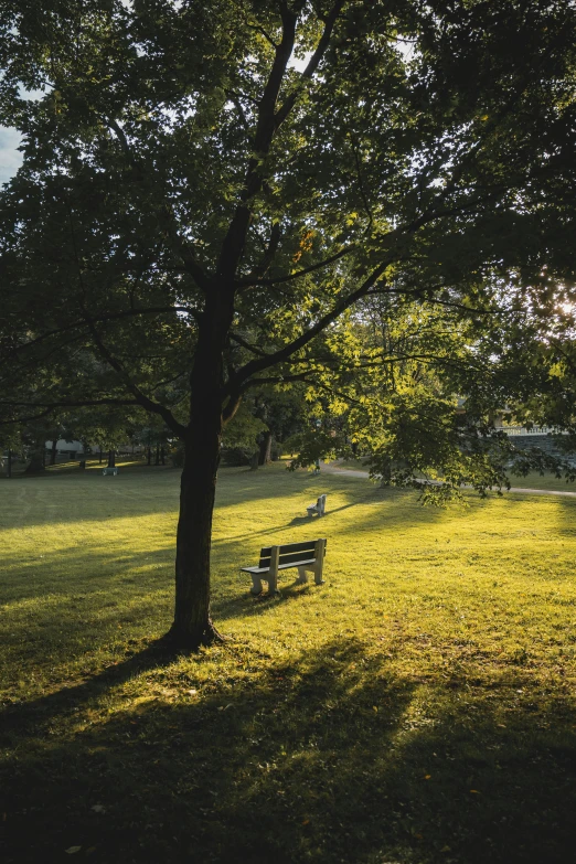 this is a park bench by a tree on a sunny day